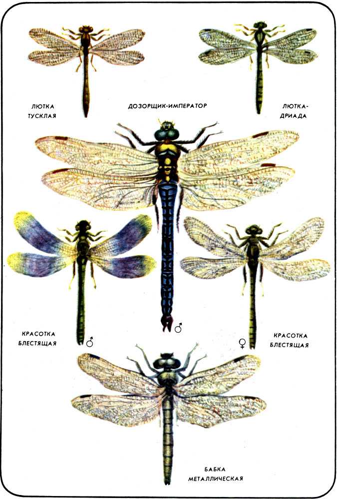 Отряд стрекозы (odonata) в школьном атласе-определителе насекомых (1985)  -  стрекозы