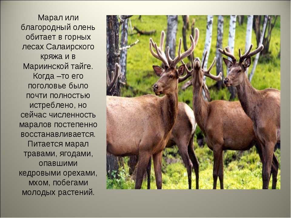 Олень