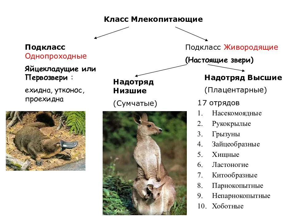 Почему на руси мясо петуха считалось сакральным