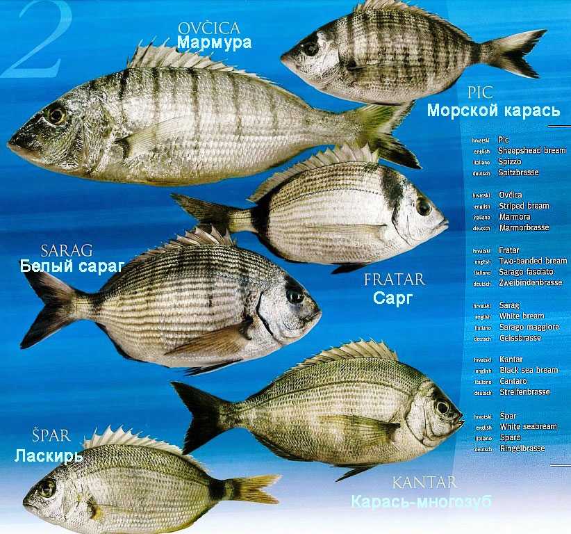 Ловля морского карася в чёрном море