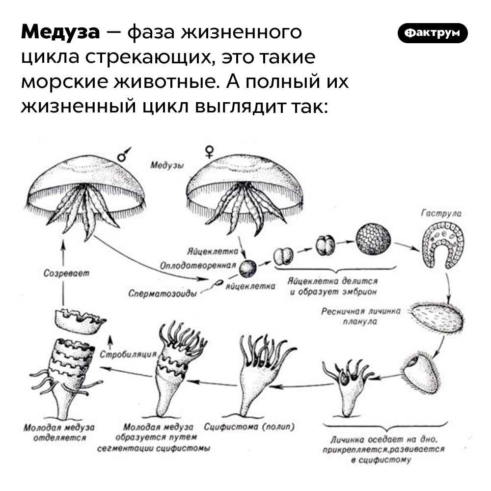 Самая маленькая медуза в мире