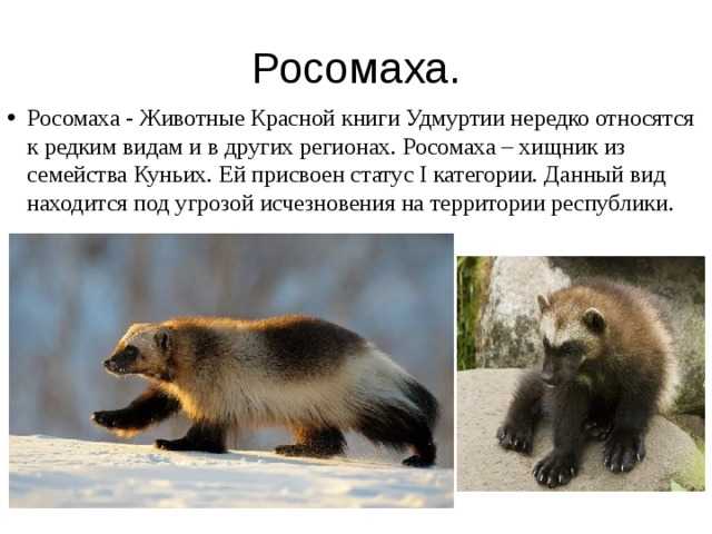 Животные пустыни. описания, названия и особенности животных пустыни