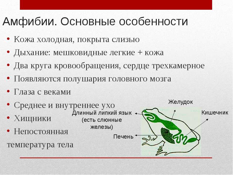 Конолофа – галапагосская игуана