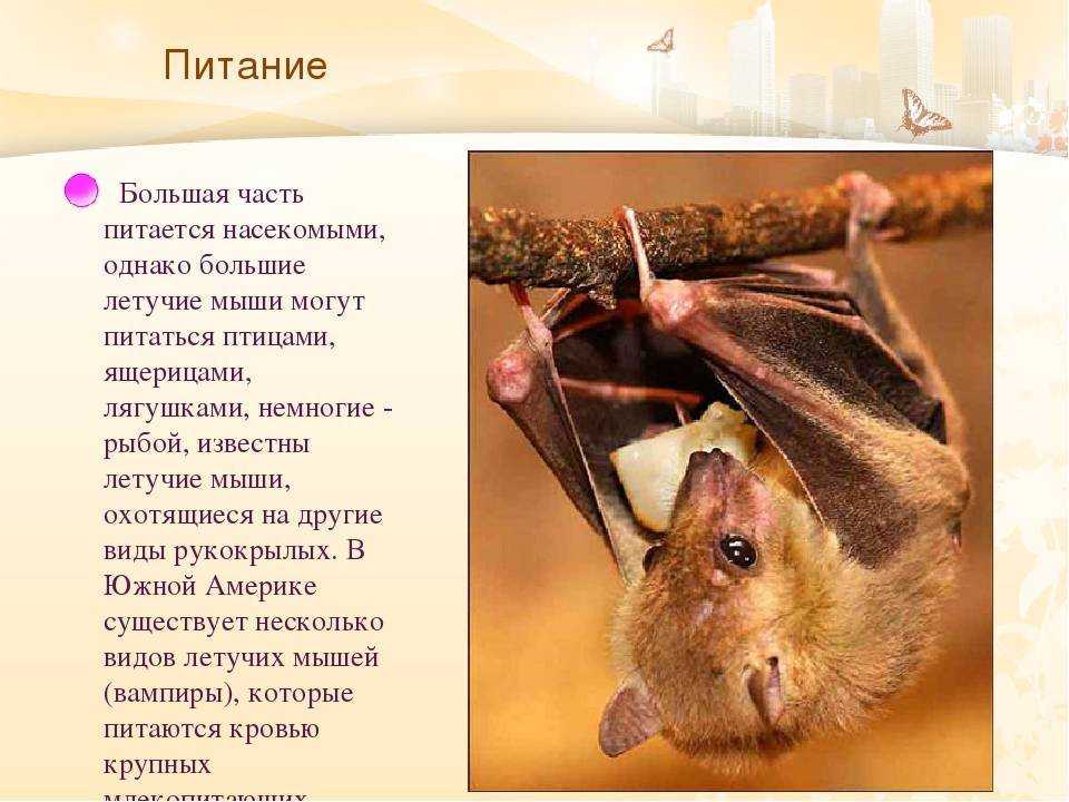 Под черноголовкой началось разведение летучих мышей