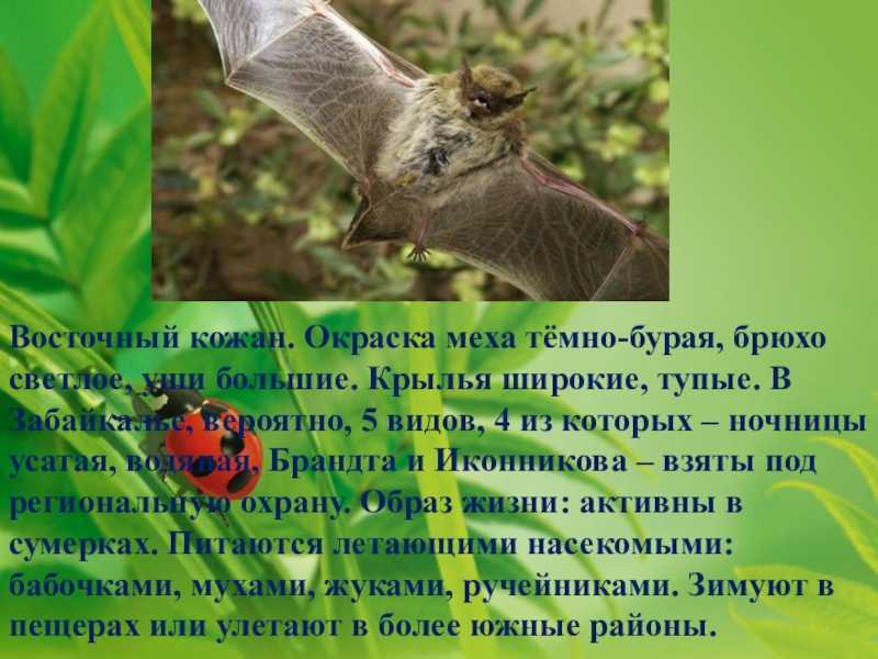 Кожаны летучие мыши. кожан двухцветный