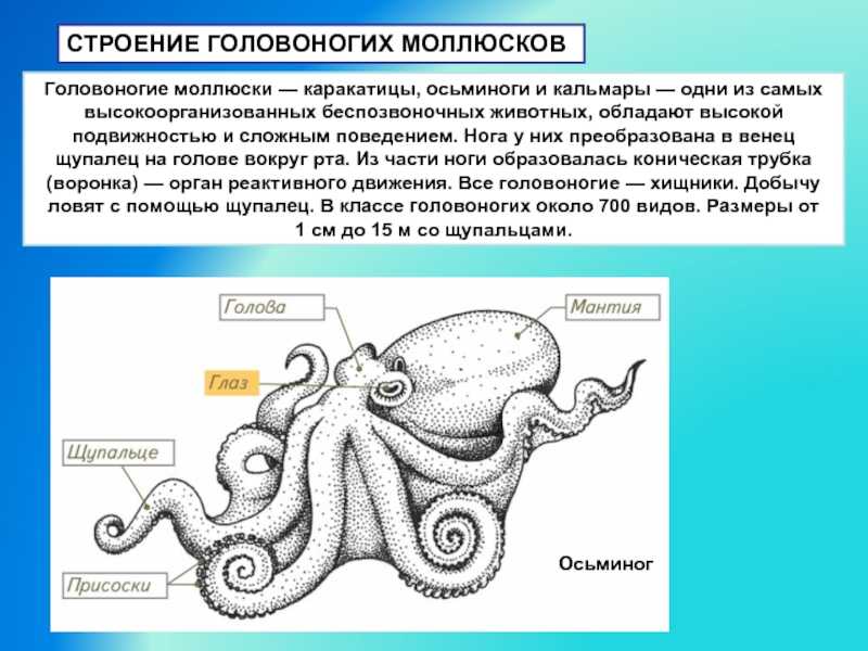 Брюхоногие моллюски: класс, строение, значение