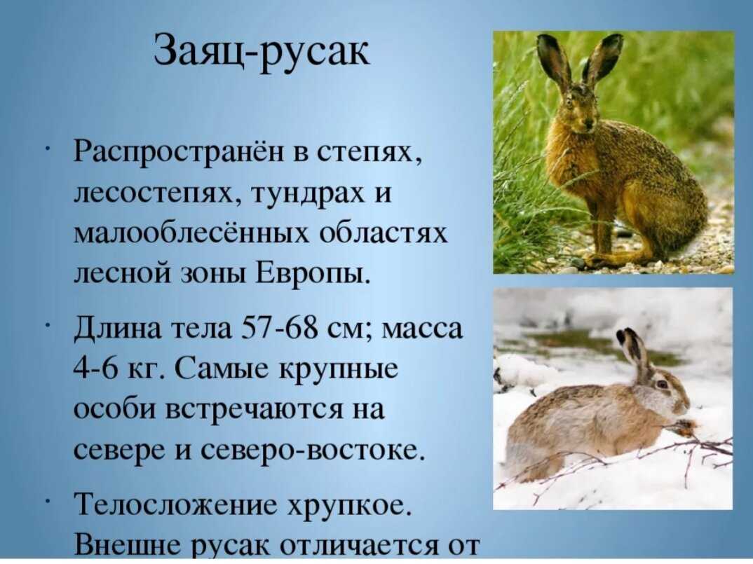 Грызуны. зайцеобразные