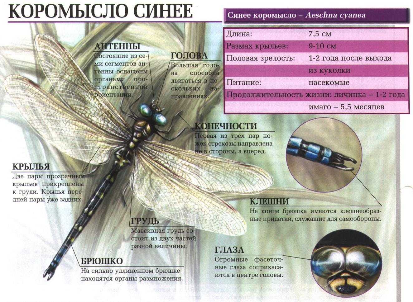 Коромысло голубое. коромысло синее коромысло синее стрекоза