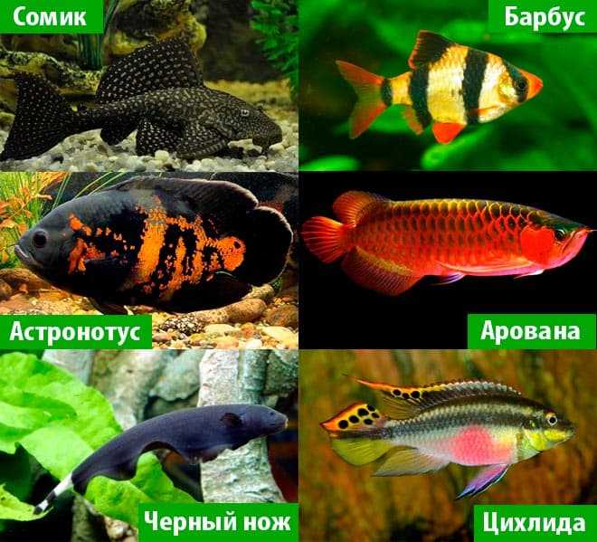 Полосатый задира – барбус: совместимость с другими рыбами