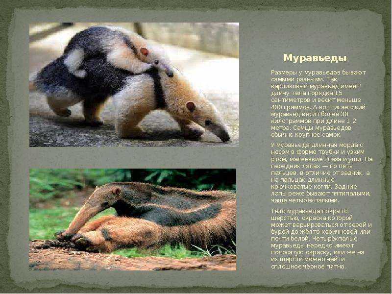 Муравьед – самый языкатый зверь на земле