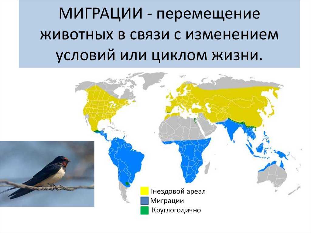Содержание песчанок и уход за ними