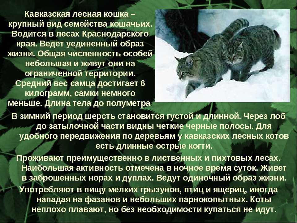 Дальневосточный лесной кот (леопардовый кот): фото, видео, описание породы, характер