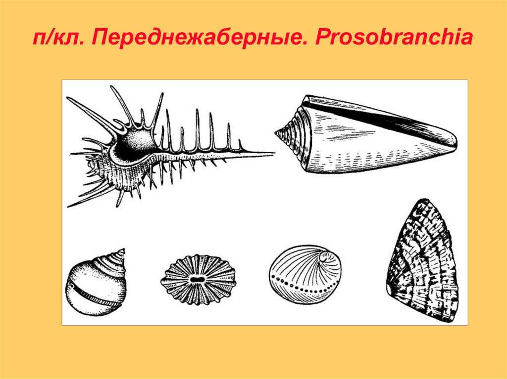 Переднежаберные — вики
