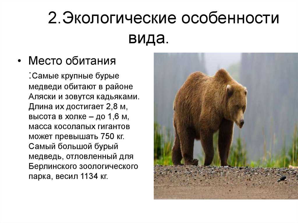 Бурый медведь - описание животного, где обитает, чем питается