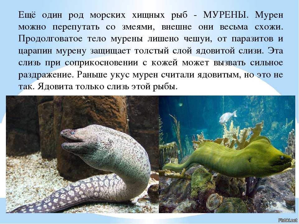 Пресноводная мурена или индийская грязевая мурена (gymnothorax tile)