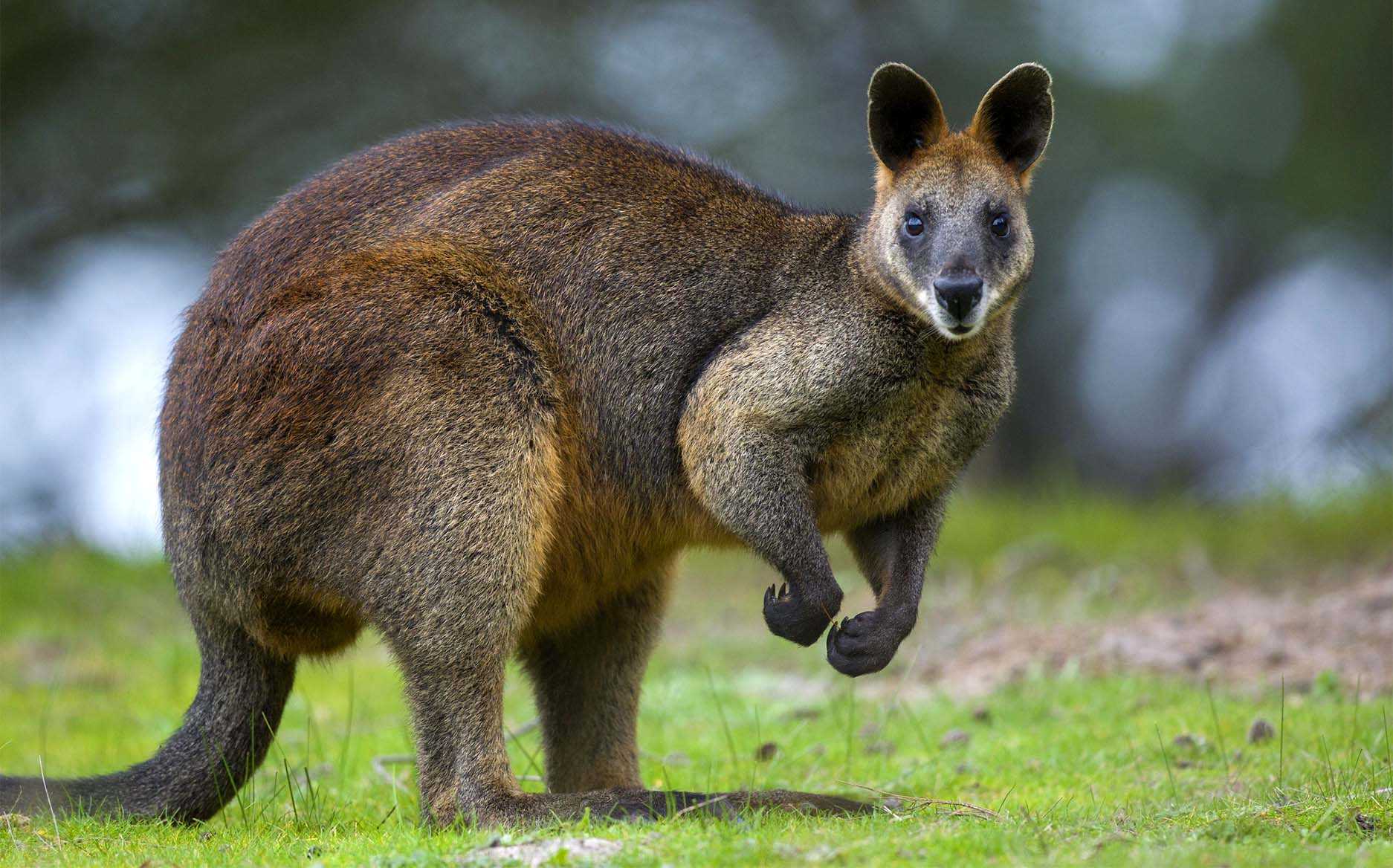 Болотный валлаби Macropus bicolor распространён в восточной части Квинсленда, в Новом Южном Уэльсе и в юго-восточной части Южной Австралии Длина тела взрослых валлаби 75-85 см, вес 15-20 кг У них длинный около 65 см мускулистый хвост и густой мех