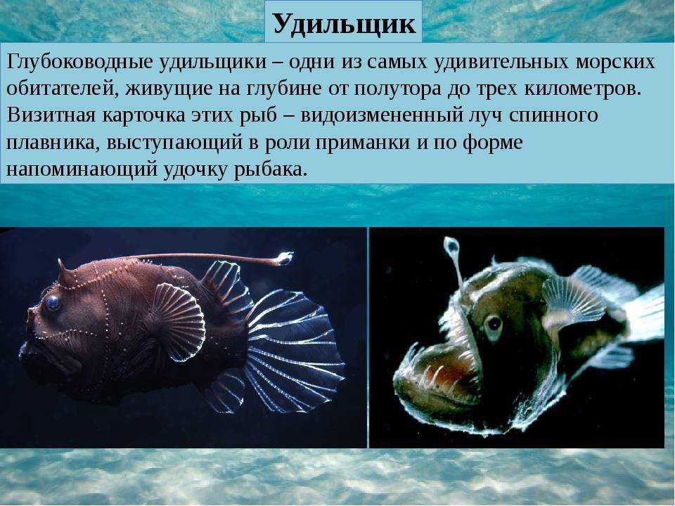 Самые красивые рыбы в мире