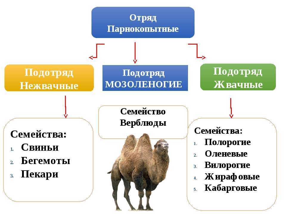 Парнокопытные животные – жвачные и нежвачные виды, список с фото и названиями