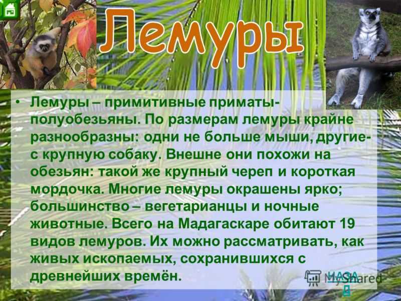 Карликовый мышиный лемур