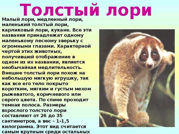 Лемур с длинным хвостом. лемур как домашнее животное. стоит ли рисковать и заводить домашнего лемура? лемур дома: плюсы и минусы