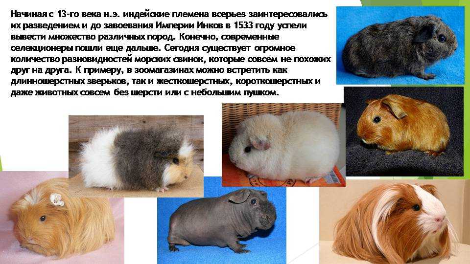 Морская свинка 🚩 уход, фото, сколько живут, содержание