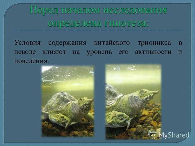 Китайский трионикс: мягкотелая черепаха в домашних условиях
