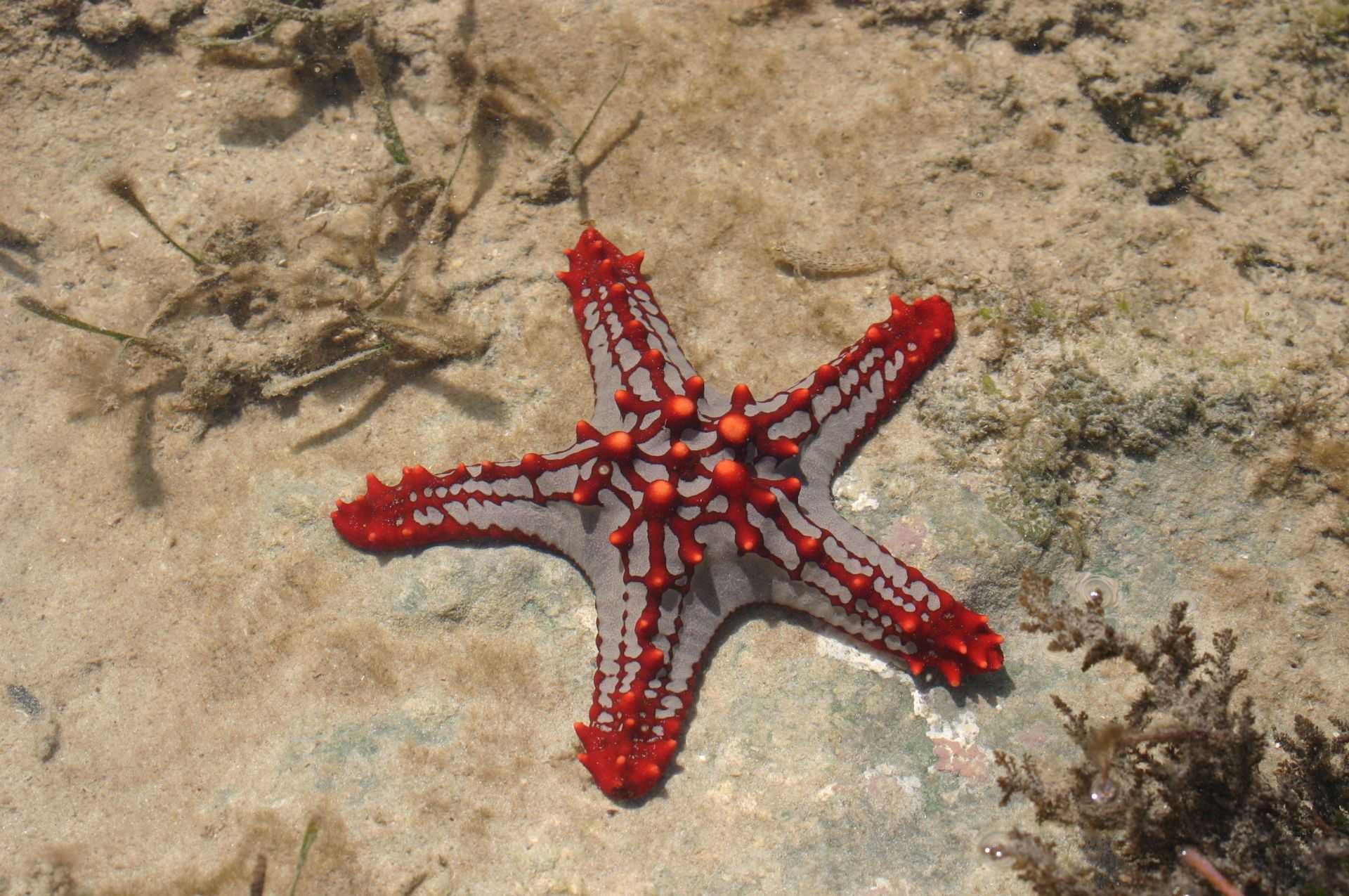 Protoreaster linckii