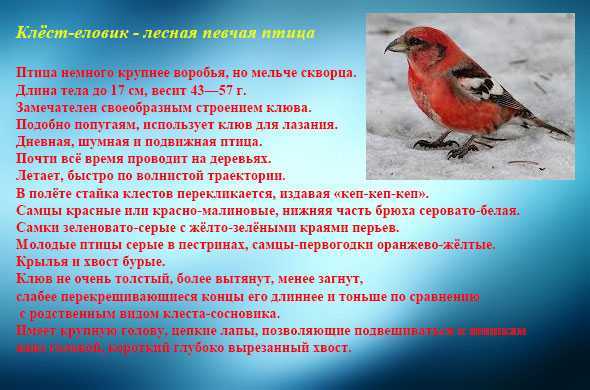 Про обыкновенного клеста: как выглядит птица и где обитает