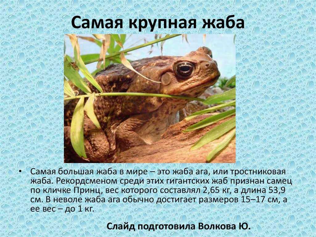 Ядовитая лягушка-арлекин: 21 факт, в который вы не поверите!