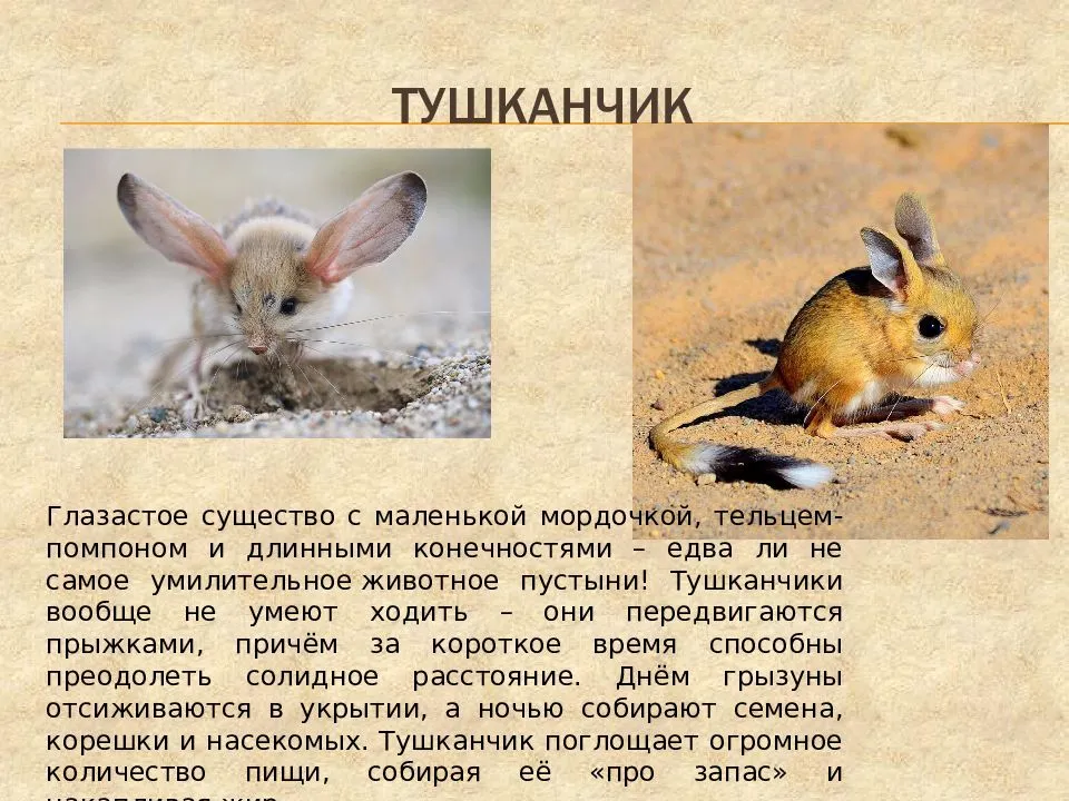 Отряд грызуны - представители млекопитающих грызунов, список с фото | семейство грызунов