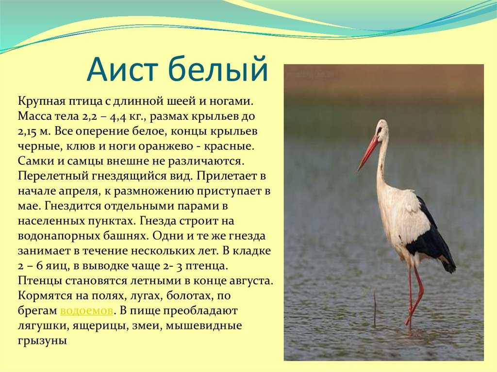 Самые интересные факты и данные про аистов. белый аист