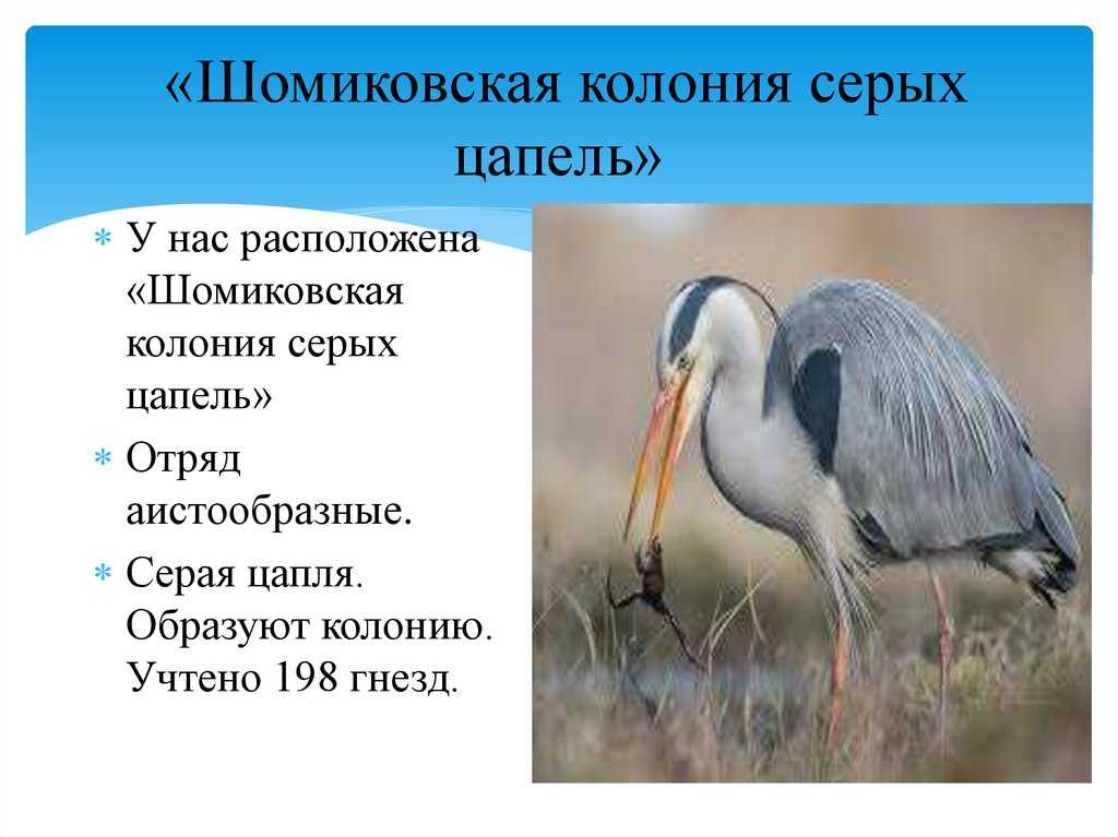 Цапля серая — wikihunt