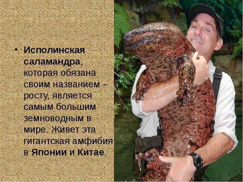 Саламандра: внешний вид, фото, особенности, интересные факты, среда обитания