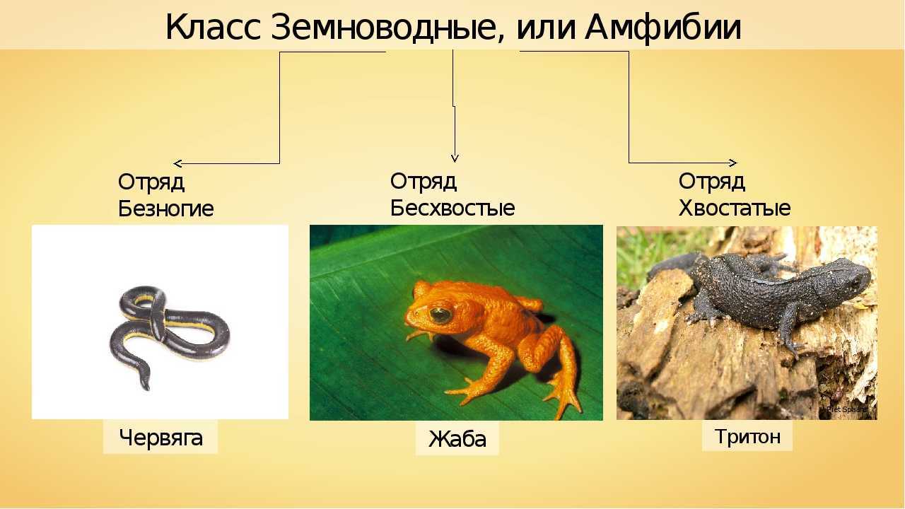 По страницам красной книги мсоп | бесплатные книги