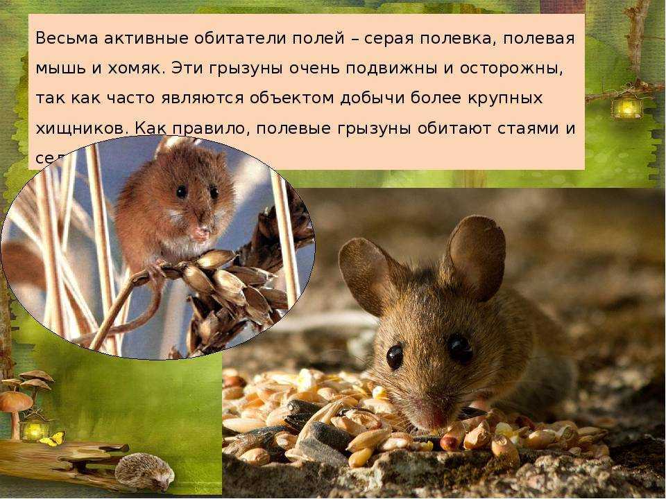 Семейство псовых