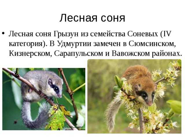 Соня-полчок, или полчок