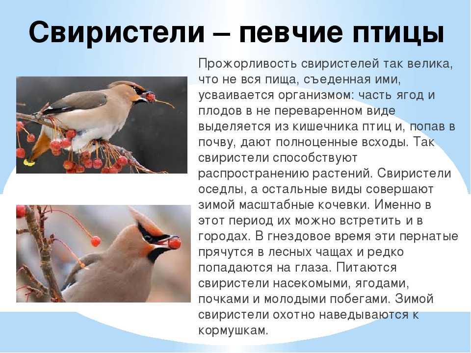 Свиристель птица (описание, зимовка, питание, размножение фото)