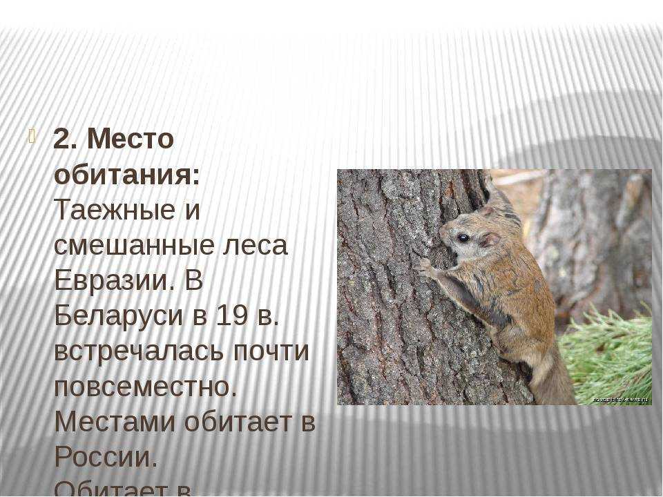 Белка-летяга