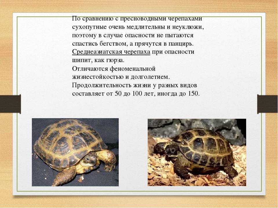 Средиземноморская черепаха украшение вашего террариума