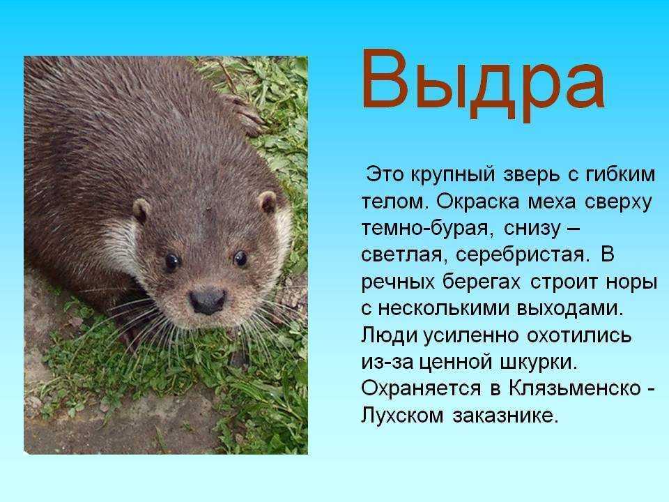 Выдра: описание, ареал проживания, виды (фото)