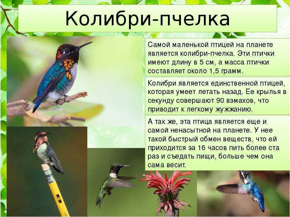 Где обитают колибри - на каком материке живут птички-пчелки