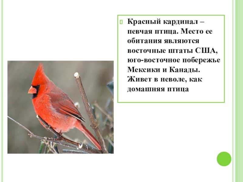 Yellow cardinal - wikidata