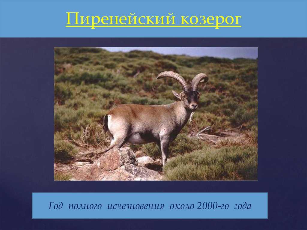Интересные факты о горных козлах