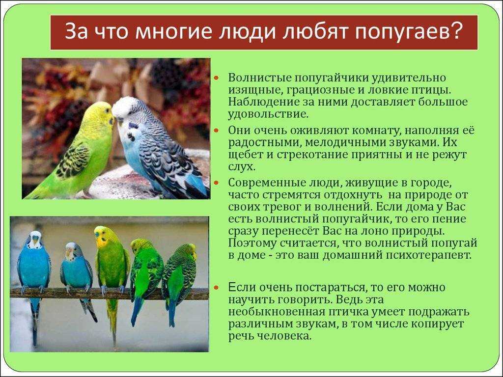 Дронт: история вымершей птицы – 7 фактов о птице додо