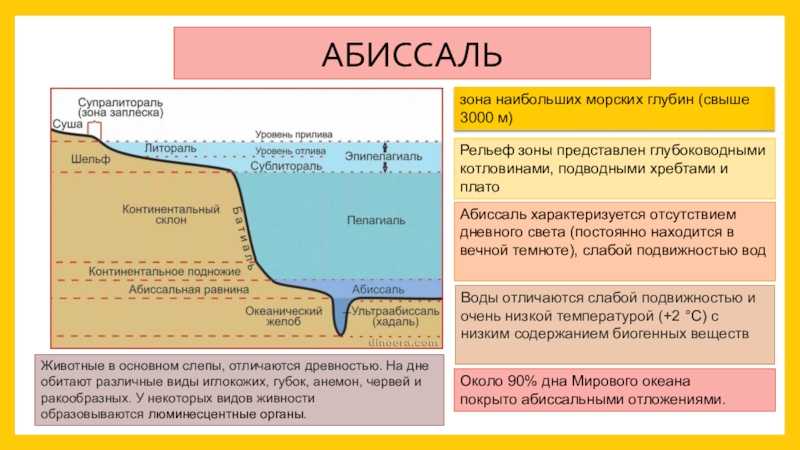 Морское побережье называют литоралью – зону прилива и отлива на морском побережье. литораль."ручеёк" экологический клуб для детей и родителей