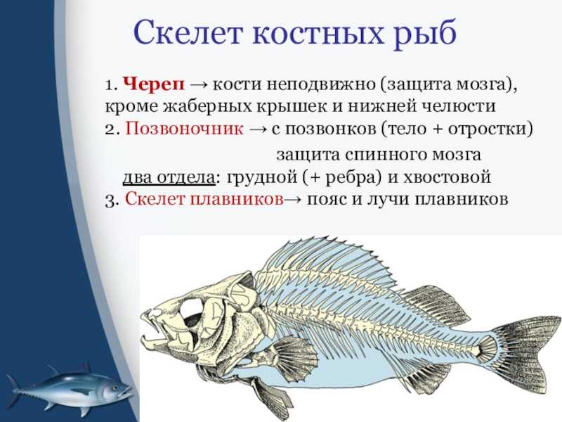 Отряд иглобрюхообразные, или скалозубообразные (tetraodontiformes)