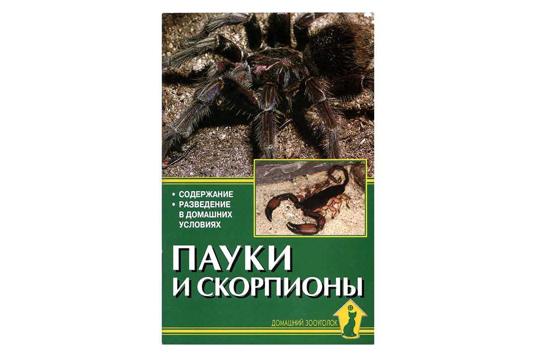 Виды скорпионов, какие бывают, какие самые опасные