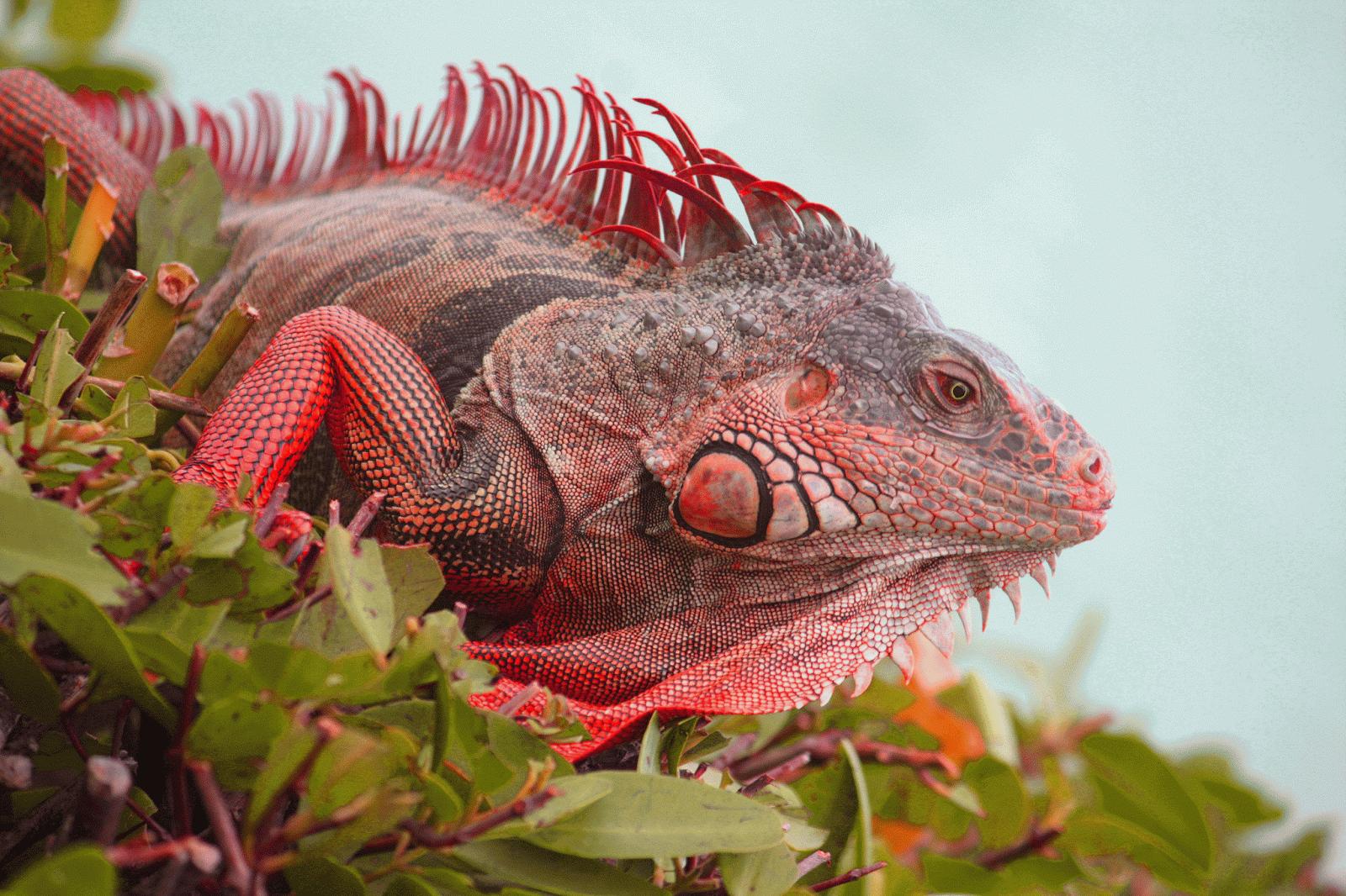 Животное похожее на ящерицу. Игуана красная (Iguana Iguana). Шипохвостая игуана. Варан игуана хамелеон. Ящерица агама Ситана.