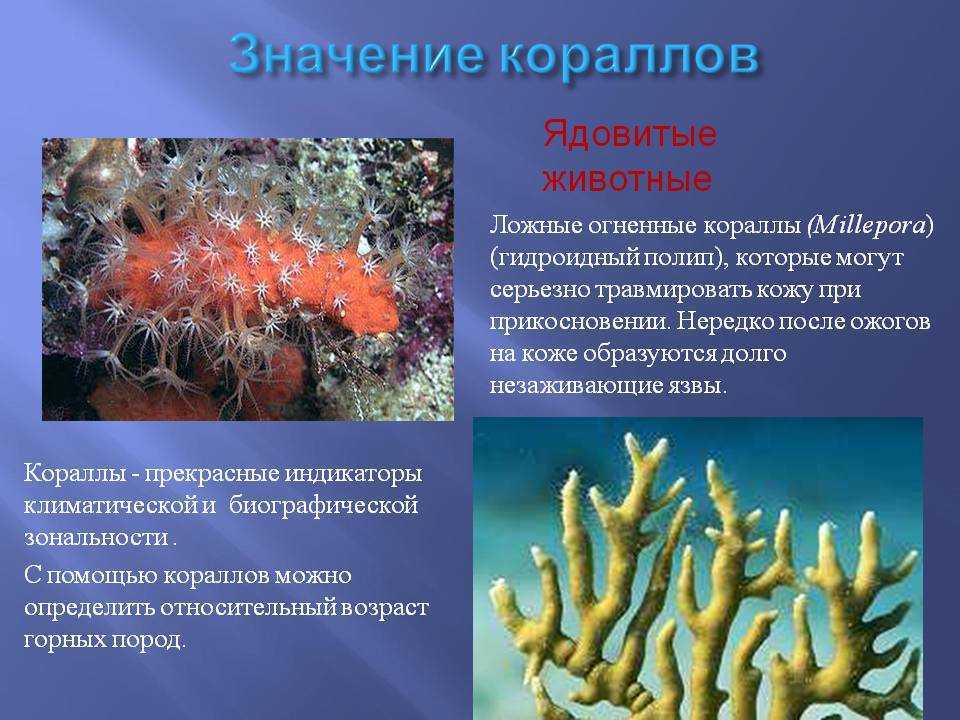 Класс коралловые полипы. восьми- и шестилучевые кораллы. характеристика, питание и строение