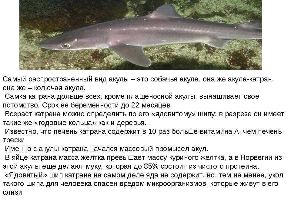 Акула
